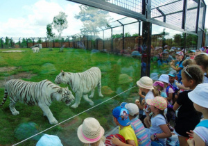 Dzieci patrzą na tygrysy za szklaną szybą