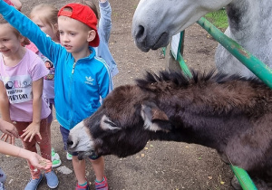 Dzieci obserwują konia i osiołka.