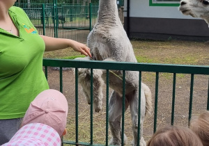 Dzieci obserwują alpakę. Obok stoi pani.