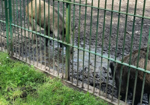 Za bramą są dwa dziki w tle znajdują się drzewa