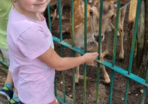 Dziewczynka stoi i karmi sarenkę w tle znajdują się sarenki